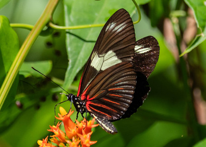 The butterfly Heliconius doris doris photographed in Peru