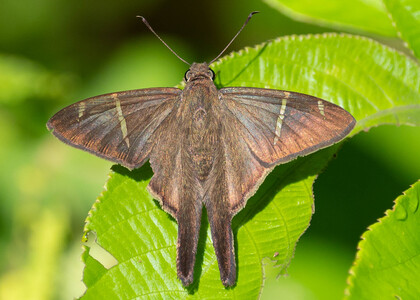 The butterfly Spicauda tanna photographed in Mt. Palmatambo, Pozuzo,Peru