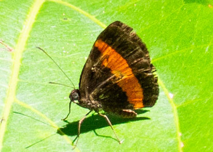 The butterfly Crocozona coecias photographed in Peru