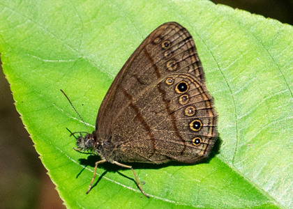 The butterfly Hermeuptychia sp. photographed in Mt. Palmatambo, Pozuzo,Peru