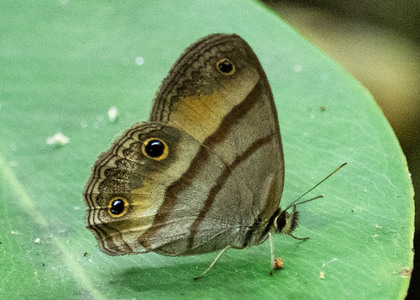 The butterfly Cissia penelope photographed in Mt. Palmatambo, Pozuzo,Peru