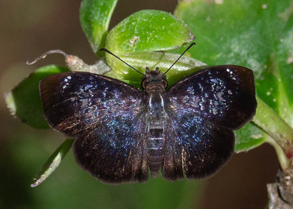 The butterfly Sostrata pusilla photographed in Peru