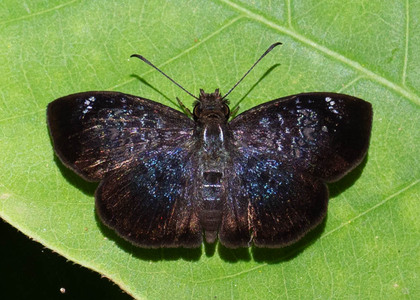 The butterfly Sostrata pusilla photographed in Peru