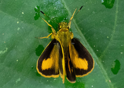 The butterfly Anthoptus epictetus photographed in Peru