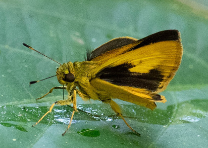 The butterfly Anthoptus epictetus photographed in Peru