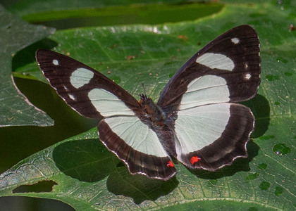 The butterfly Pyrrhogyra otolais olivenca photographed in Peru