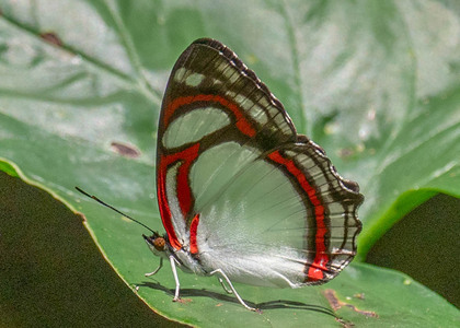 The butterfly Pyrrhogyra otolais olivenca photographed in Peru