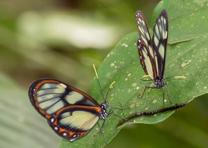The butterfly Godyris zavaleta photographed in Peru