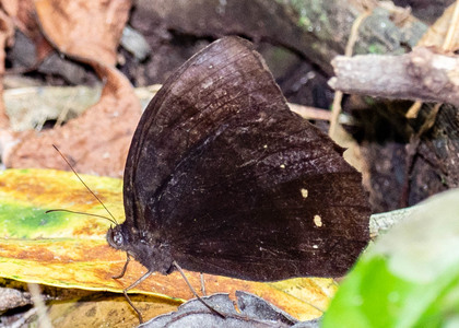 The butterfly Taygetis echo photographed in Peru