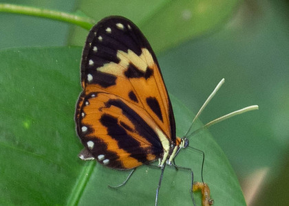 The butterfly Hypothyris euclea cf. callanga photographed in Peru
