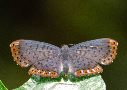 The butterfly Metacharis lucius photographed in Mt. Palmatambo, Pozuzo,Peru