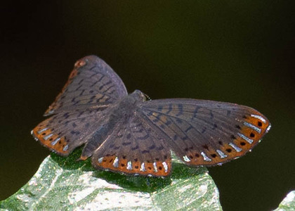 The butterfly Metacharis lucius photographed in Peru