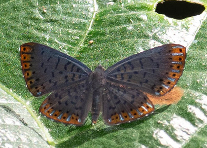 The butterfly Metacharis lucius photographed in Peru