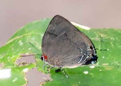 The butterfly Panthiades bitias photographed in Mt. Palmatambo, Pozuzo,Peru