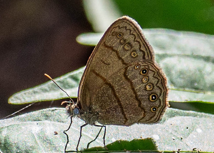 The butterfly Hermeuptychia hermes photographed in Peru