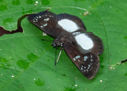 The butterfly Milanion pilta photographed in Peru