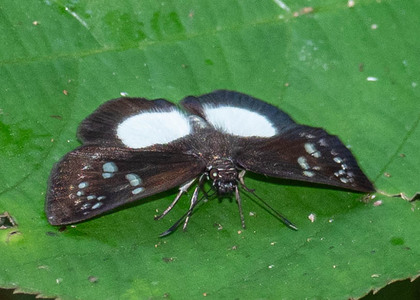 The butterfly Milanion pilta photographed in Mt. Palmatambo, Pozuzo,Peru