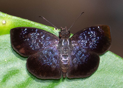 The butterfly Sostrata pusilla photographed in Peru