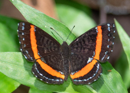 The butterfly Crocozona coecias photographed in Mt. Palmatambo, Pozuzo,Peru