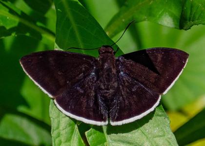 The butterfly Aethilla eleusinia photographed in Mt. Palmatambo, Pozuzo,Peru