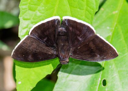 The butterfly Aethilla eleusinia photographed in Peru