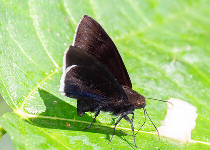 The butterfly Aethilla eleusinia photographed in Peru