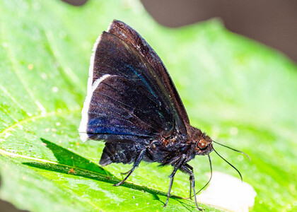 The butterfly Aethilla eleusinia photographed in Peru