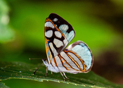 The butterfly Dynamine chryseis photographed in Mt. Palmatambo, Pozuzo,Peru