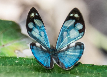 The butterfly Dynamine chryseis photographed in Peru