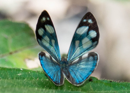 The butterfly Dynamine chryseis photographed in Peru