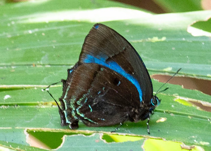 The butterfly Denivia hemon photographed in Peru