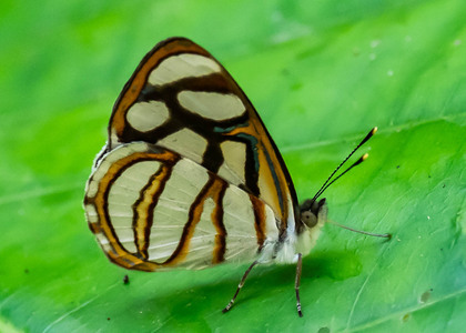 The butterfly Dynamine chryseis photographed in Peru