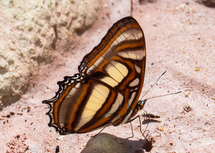 The butterfly Metamorpha elissa photographed in Peru