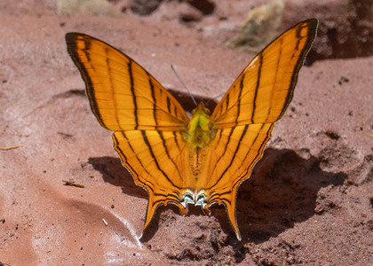 The butterfly Marpesia berania photographed in Peru