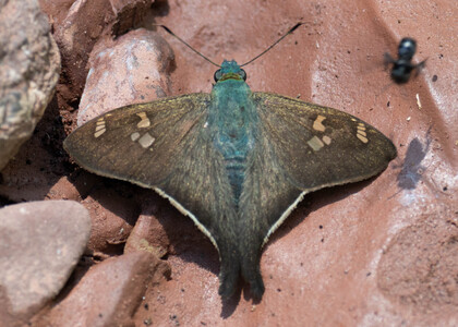 The butterfly Ectomis auginus photographed in Mt. Palmatambo, Pozuzo,Peru