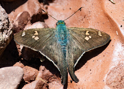The butterfly Ectomis auginus photographed in Peru