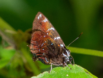 The butterfly Ocaria thales photographed in Peru