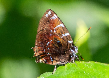 The butterfly Ocaria thales photographed in Peru