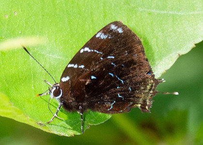 The butterfly Ocaria thales photographed in Peru