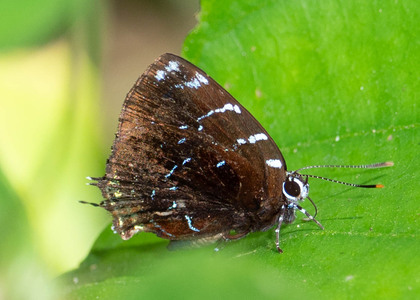 The butterfly Ocaria thales photographed in Peru
