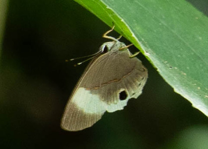The butterfly Euselasia fabia photographed in Mt. Palmatambo, Pozuzo,Peru