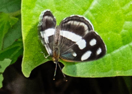 The butterfly Dynamine artemisia photographed in Peru