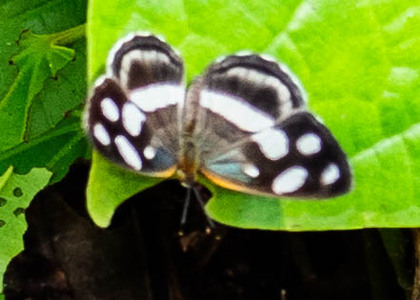 The butterfly Dynamine artemisia photographed in Peru