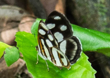 The butterfly Dynamine artemisia photographed in Mt. Palmatambo, Pozuzo,Peru