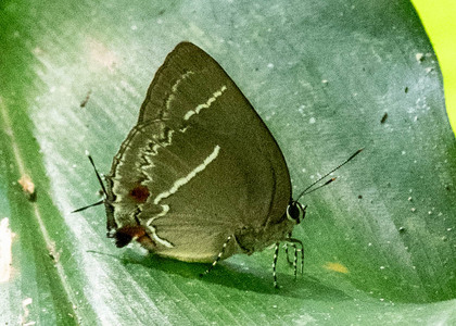The butterfly Strephonota  (undescribed) photographed in Mt. Palmatambo, Pozuzo,Peru