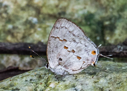 The butterfly Celmia celmus photographed in Mt. Palmatambo, Pozuzo,Peru