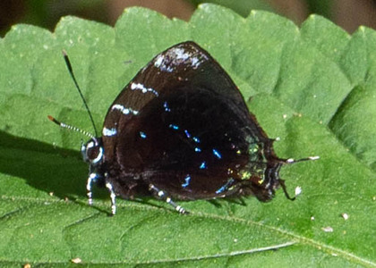 The butterfly Ocaria thales photographed in Peru