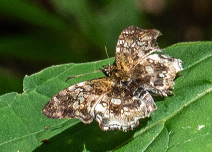 The butterfly Diaeus variegata photographed in Peru