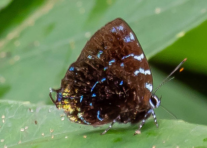 The butterfly Ocaria thales photographed in Mt. Palmatambo, Pozuzo,Peru