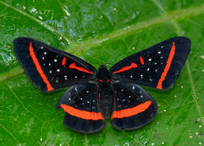 The butterfly Amarynthis meneria photographed in Peru